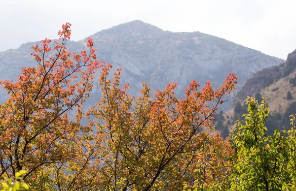 Hojas rojas en un árbol otoño en las montañas — Foto de Stock
