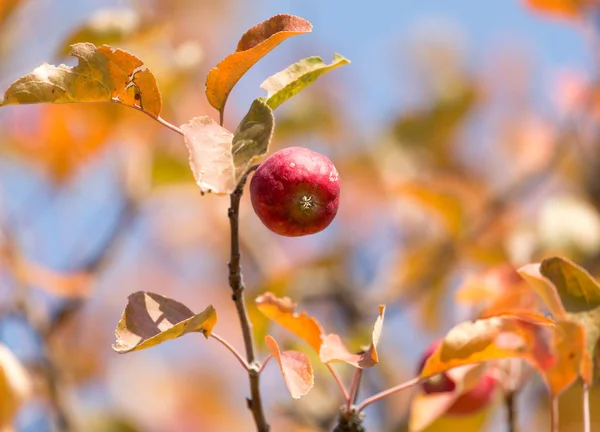 Rött äpple på trädet i naturen — Stockfoto