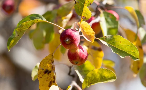 Червоне яблуко на дереві в природі — стокове фото