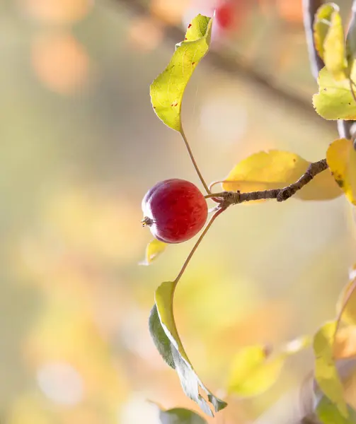 Pomme rouge sur l'arbre dans la nature — Photo