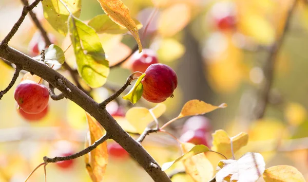 Rött äpple på trädet i naturen — Stockfoto