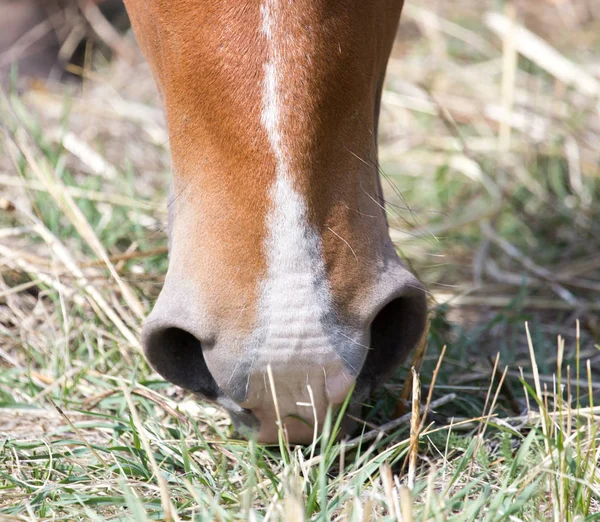 Horse in the pasture eating grass — Stock Photo, Image