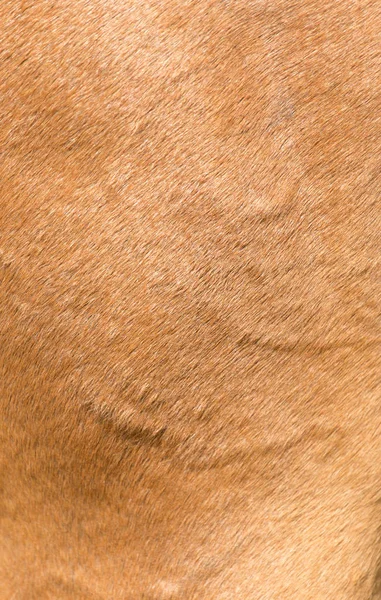 Sfondo pelliccia cavallo — Foto Stock