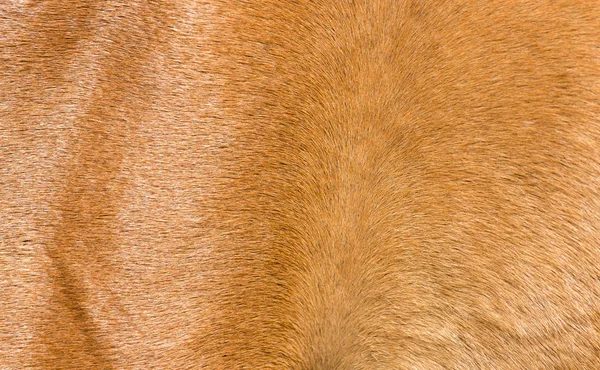Sfondo pelliccia cavallo — Foto Stock