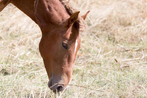 Лошадь на пастбище ест траву — стоковое фото