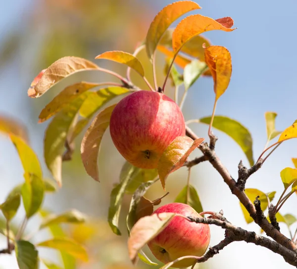 Manzana roja en el árbol en la naturaleza — Foto de Stock