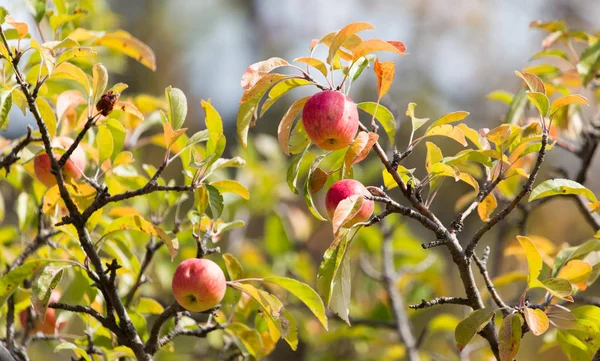 Rött äpple på trädet i naturen — Stockfoto