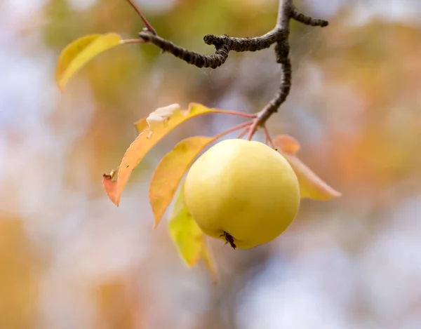 苹果在树上的自然 — 图库照片