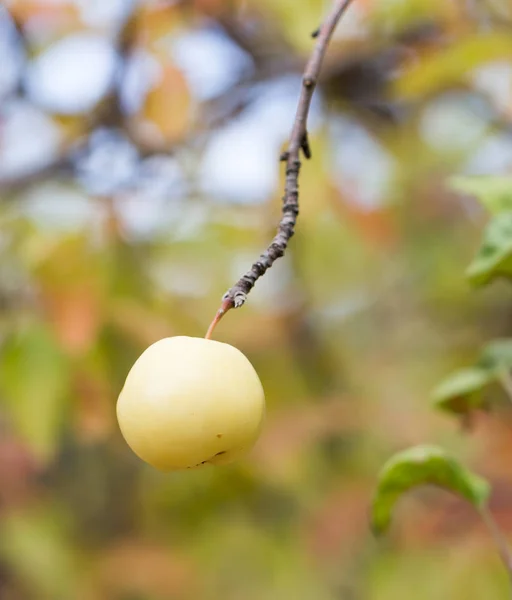 Яблоко на дереве в природе — стоковое фото
