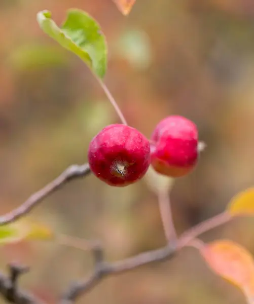 Red apple on the tree in nature — Stock Photo, Image