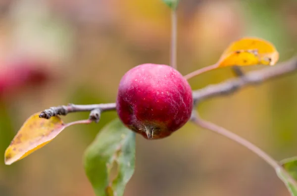 Manzana roja en el árbol en la naturaleza — Foto de Stock