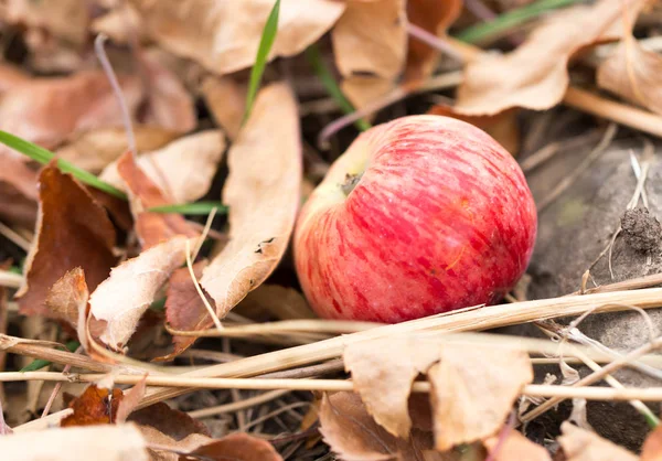 Pommes sur le terrain dans la nature — Photo