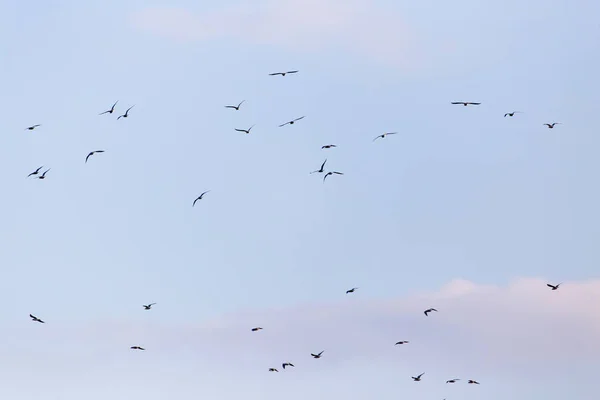 Una bandada de aves en el cielo — Foto de Stock