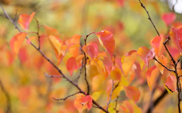 Červené listy na stromě na podzim — Stock fotografie