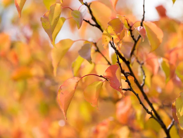 Red leaves on a tree in autumn — Stock Photo, Image