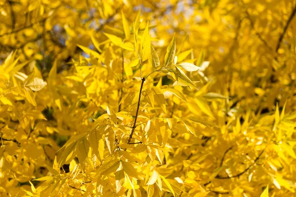 Folhas amarelas na árvore no outono — Fotografia de Stock