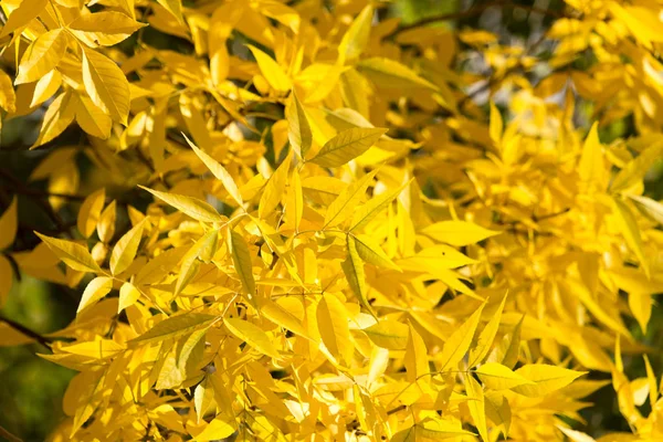 Folhas amarelas na árvore no outono — Fotografia de Stock