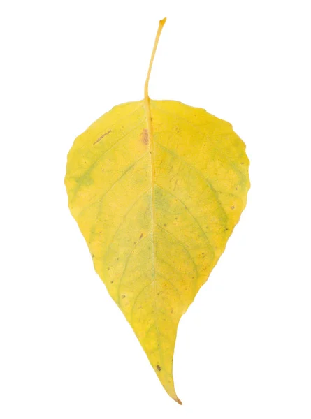 Folha amarela sobre um fundo branco — Fotografia de Stock