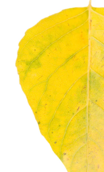 Beyaz arkaplanda sarı yaprak — Stok fotoğraf