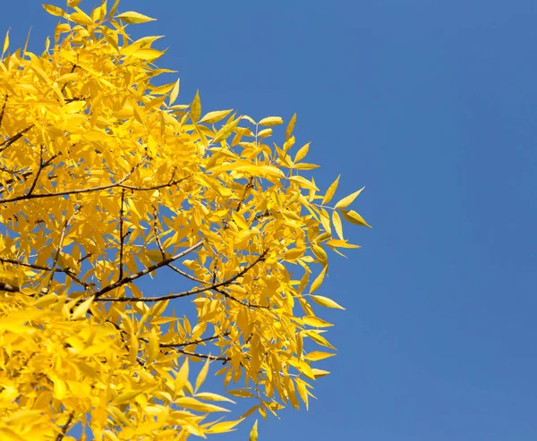 Hojas amarillas en el árbol contra el cielo azul — Foto de Stock