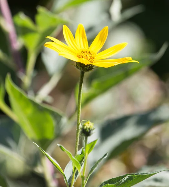 Belle fleur jaune dans la nature — Photo