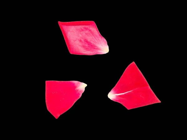 Pétalos de rosa sobre un fondo negro —  Fotos de Stock
