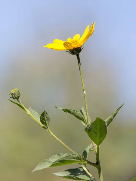 Beautiful yellow flower in nature — Stock Photo, Image