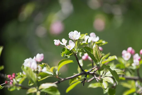 Flores en el manzano en la naturaleza — Foto de Stock
