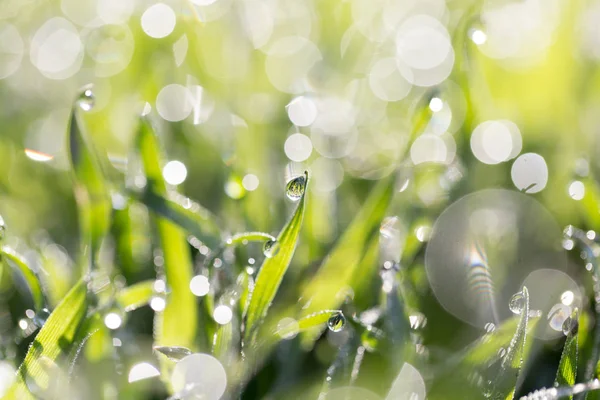 Gotas de rocío sobre hierba verde en la naturaleza — Foto de Stock