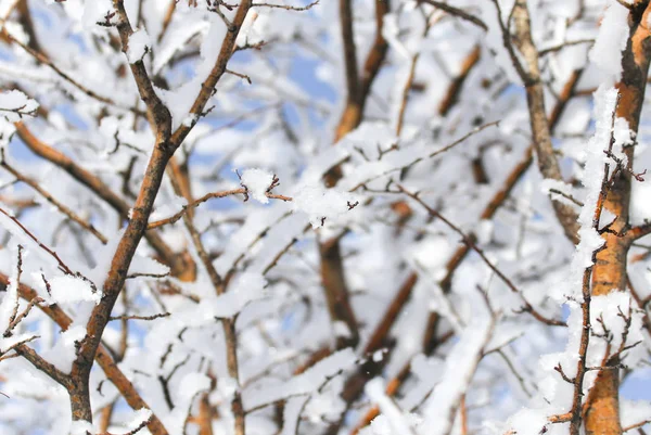 Faág a hóban télen — Stock Fotó