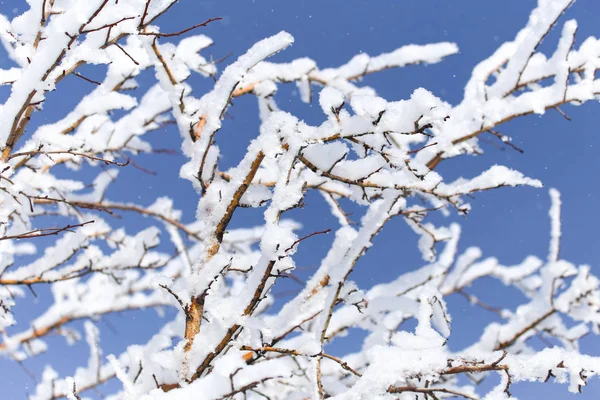 Egy fa ága a hóban a kék ég ellen. — Stock Fotó