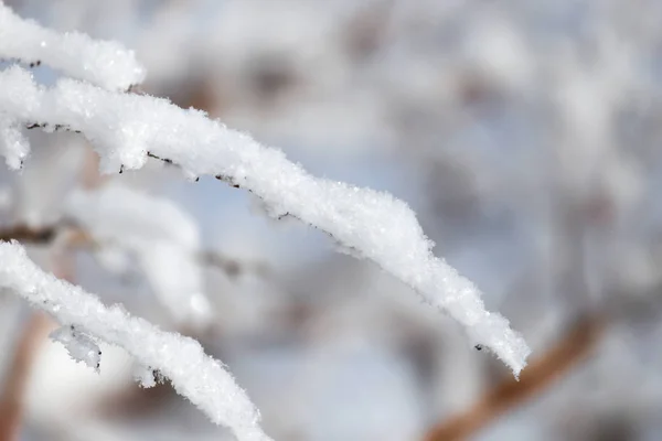 Träd gren i snön på vintern — Stockfoto