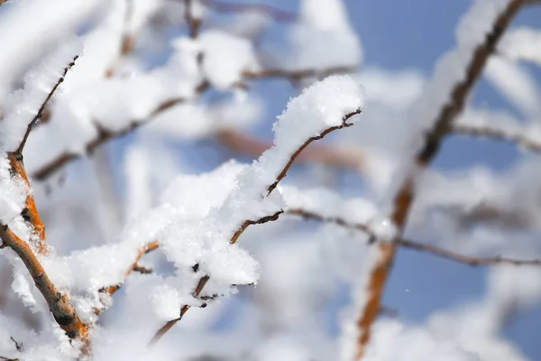 Ramo de uma árvore na neve contra o céu azul — Fotografia de Stock