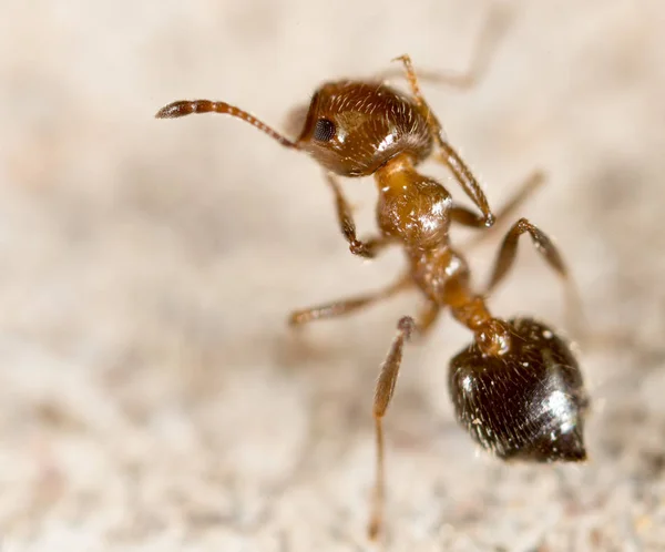 Ant in nature. super macro — Stock Photo, Image