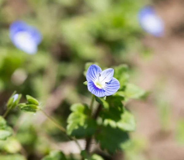 Small blue flower on nature — Stock Photo, Image
