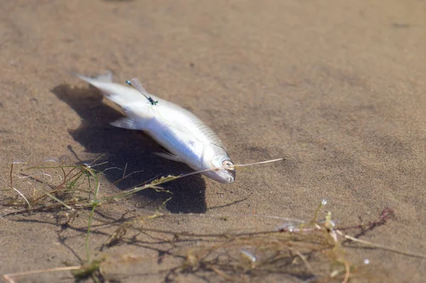 Peixe morto no rio — Fotografia de Stock