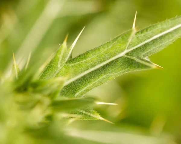 Plante épineuse dans la nature — Photo