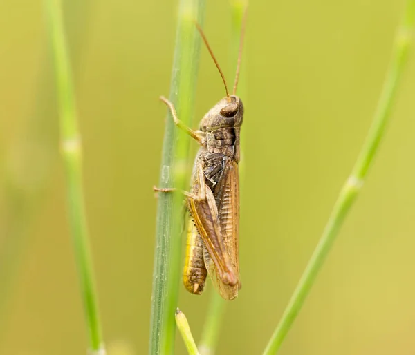 Grasshopper in nature. close — Stock Photo, Image