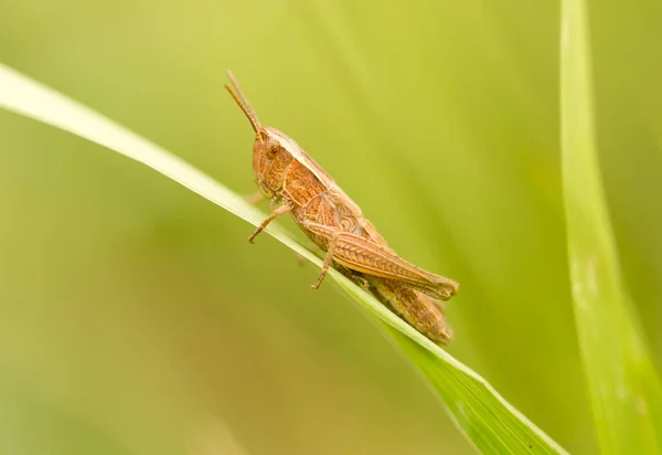 Gräshoppa i naturen. Stäng — Stockfoto