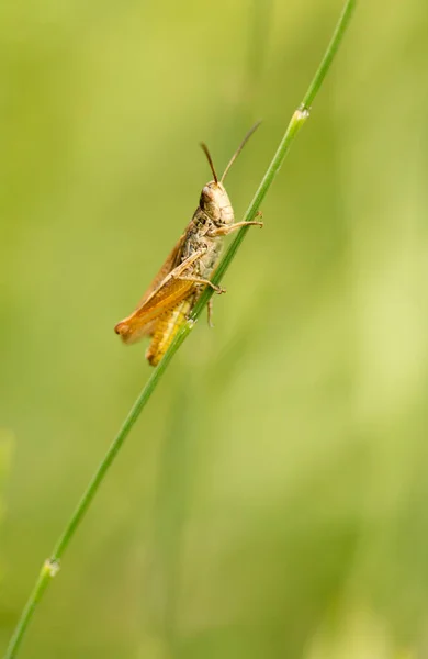 Grasshopper in nature. close — Stock Photo, Image