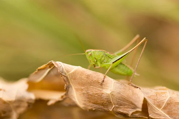 Sprinkhaan in de natuur. sluiten — Stockfoto