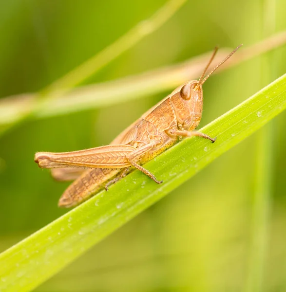 Grasshopper in nature. close — Stock Photo, Image
