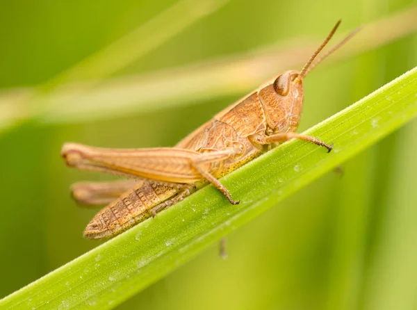 Sprinkhaan in de natuur. sluiten — Stockfoto