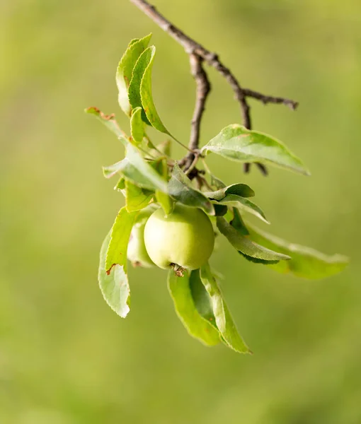 Manzana en el árbol en la naturaleza — Foto de Stock