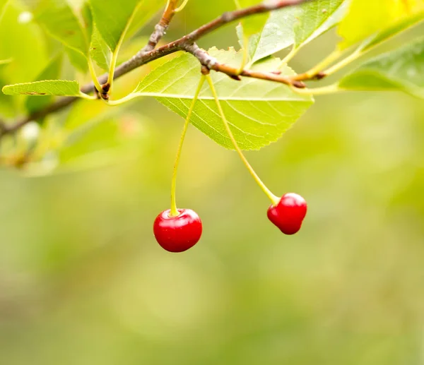 Ciliegia rossa sulla natura — Foto Stock