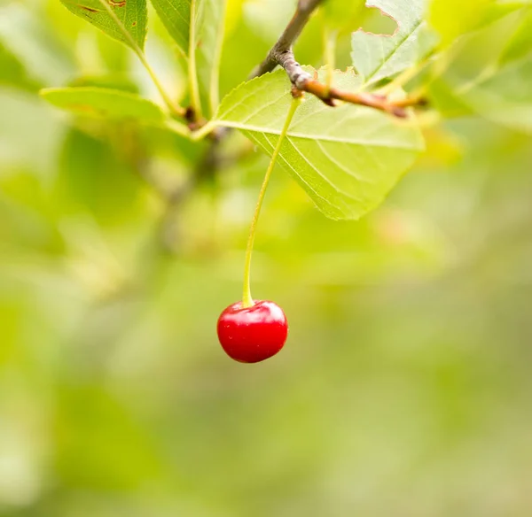 Ciliegia rossa sulla natura — Foto Stock