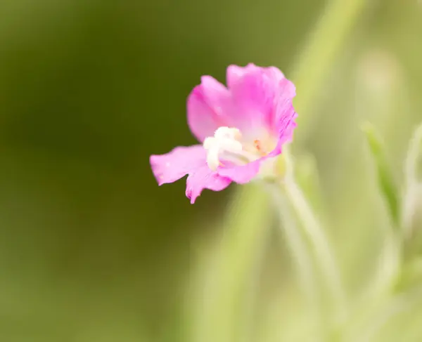 Fleur rose dans la nature — Photo