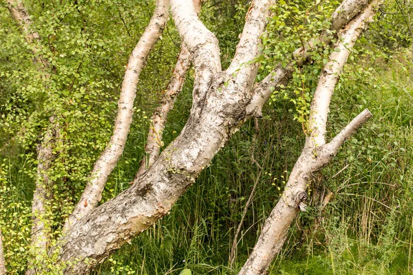 Tronco di betulla selvatico in natura — Foto Stock