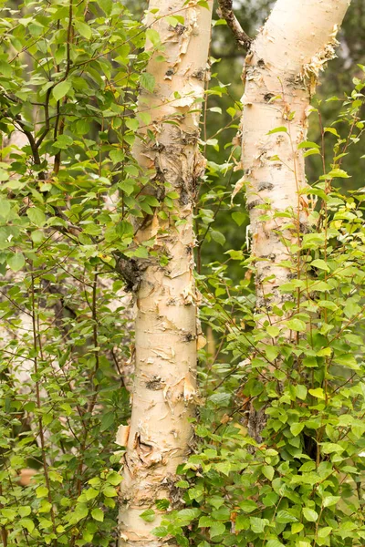 Tronco de abedul salvaje en la naturaleza —  Fotos de Stock