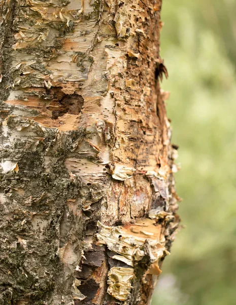 Birch trunk wild in nature — Stock Photo, Image